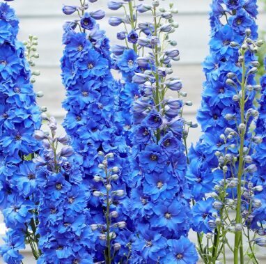 Delfīnija 'Jupiter Blue'